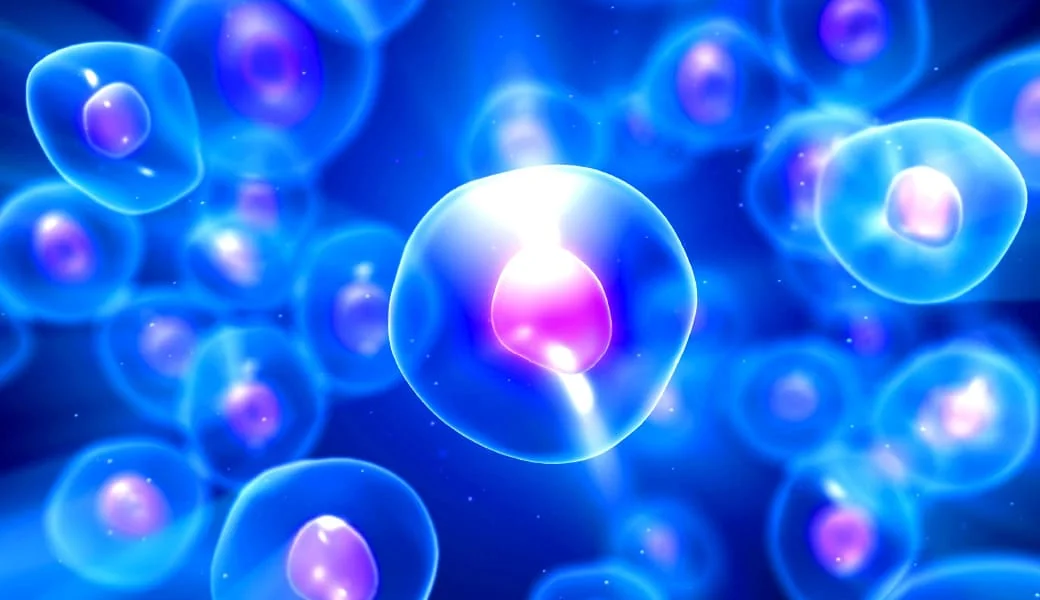 「ヒト由来脂肪幹細胞」イメージ