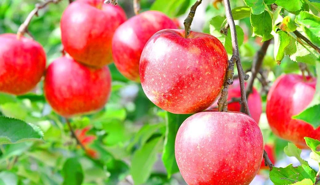 「植物幹細胞」イメージ