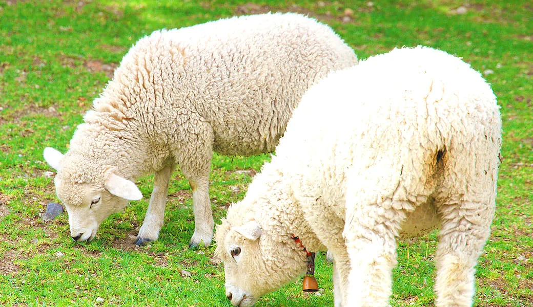 「動物幹細胞」イメージ